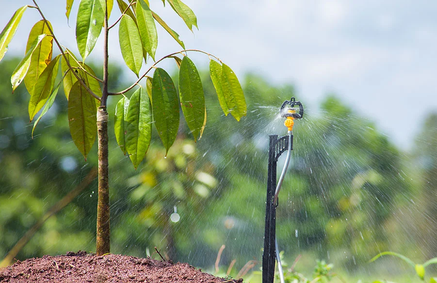 Hệ thống tưới sầu riêng