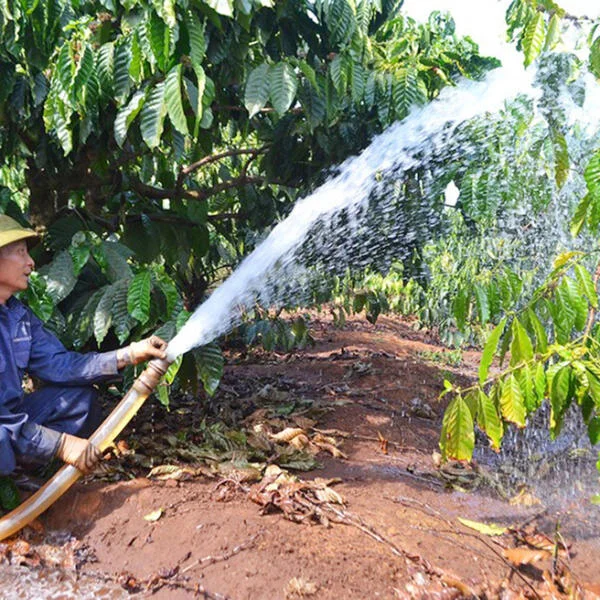 Ống nước tưới cà phê